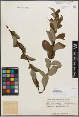 Foto von Salix phylicifolia var. sinensis Hand.-Mazz.